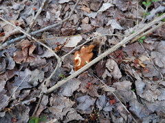 Gyromitra korfii