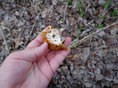 Gyromitra korfii