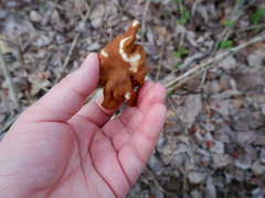 Gyromitra korfii