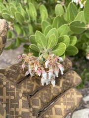 Arctostaphylos confertiflora