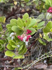 Arctostaphylos confertiflora