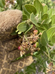 Arctostaphylos confertiflora