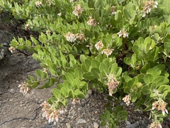 Arctostaphylos confertiflora