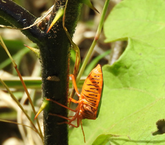 Edessa rufomarginata