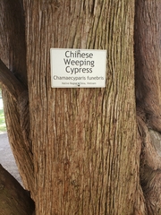 Cupressus pendula