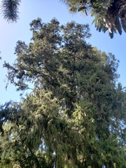 Cupressus pendula
