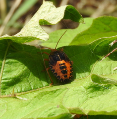 Edessa rufomarginata