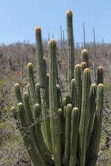 Cephalocereus fulviceps