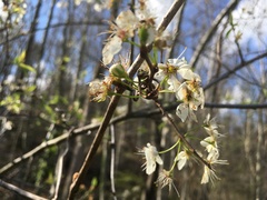 Prunus munsoniana