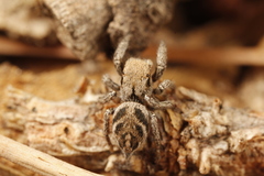 Habronattus festus
