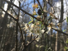Prunus munsoniana