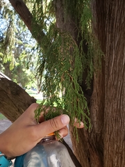 Cupressus pendula