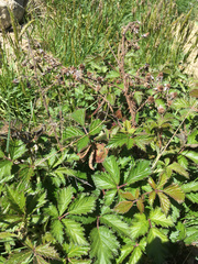 Rubus echinatus