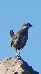 Pteroptochos megapodius