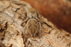 Habronattus festus
