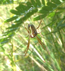 Leucauge festiva