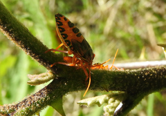 Edessa rufomarginata