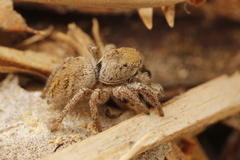 Habronattus festus