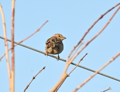 Passer domesticus