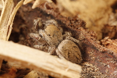 Habronattus festus