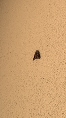 Ceratomia undulosa