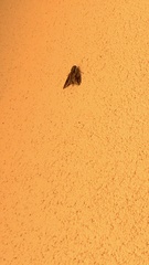 Ceratomia undulosa