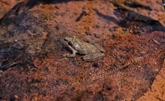 Pseudacris brachyphona