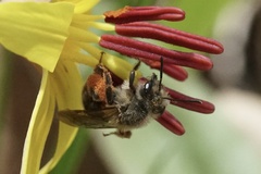 Andrena erythronii