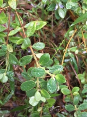 Pimelea altior