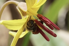 Andrena erythronii