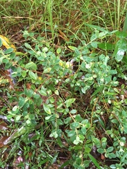 Pimelea altior