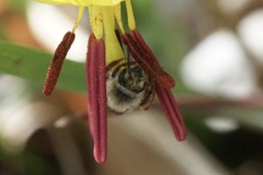 Andrena erythronii