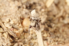 Habronattus festus