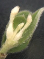 Pimelea altior