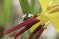 Andrena erythronii