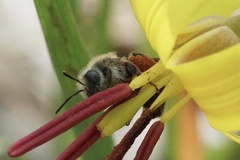 Andrena erythronii
