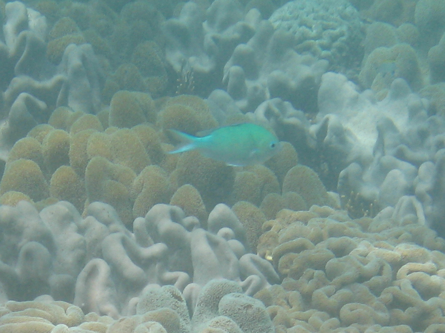 Blue-green damselfish