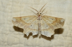 Euchlaena amoenaria