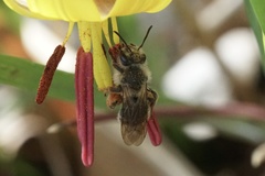 Andrena erythronii