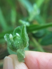 Pimelea altior