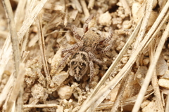 Habronattus festus