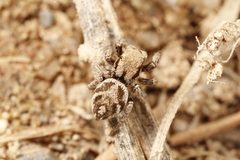 Habronattus festus
