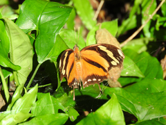 Consul fabius cecrops