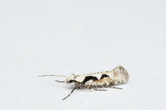 Rhigognostis interrupta