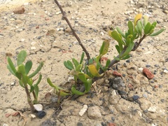 Scaevola hainanensis