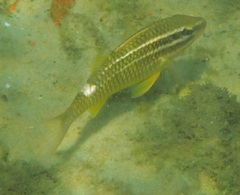 Parupeneus ciliatus