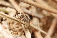 Habronattus festus