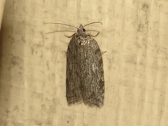 Acleris maximana