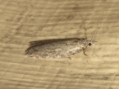 Acleris maximana