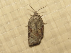 Acleris maccana